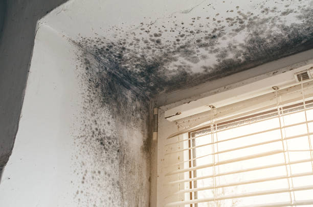 Affordable Hvac And Air Duct Mold Remediation solutions in Canton, IL
